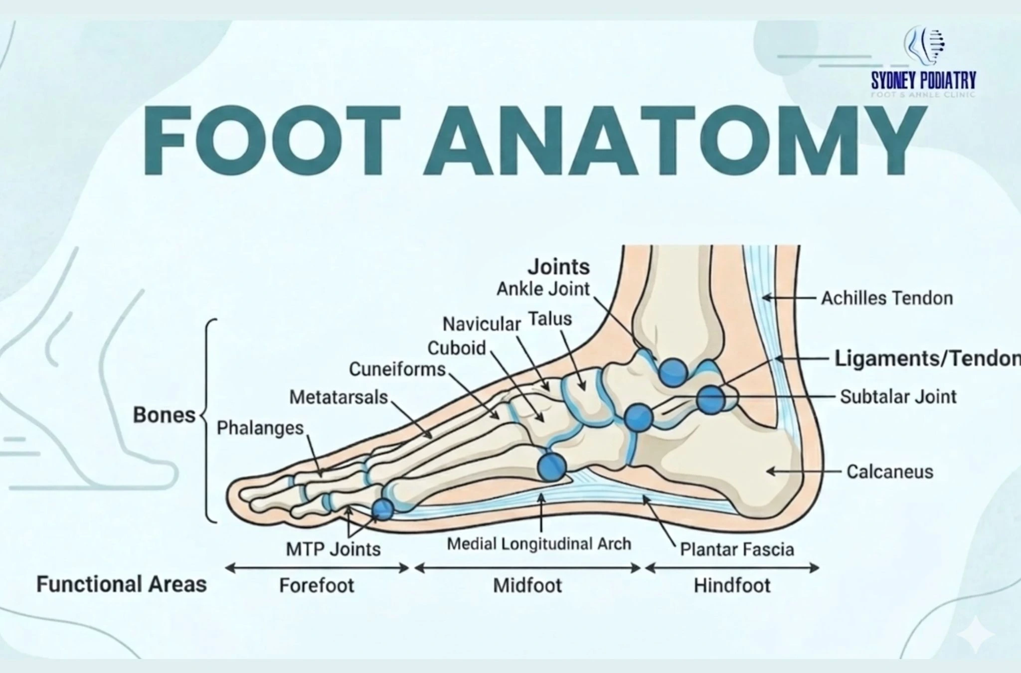 Foot Anatomy