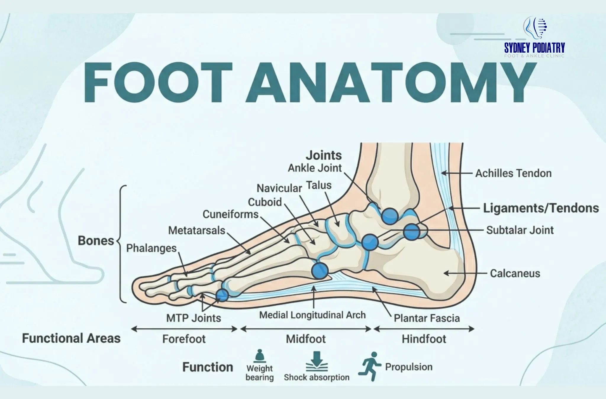 Foot Anatomy